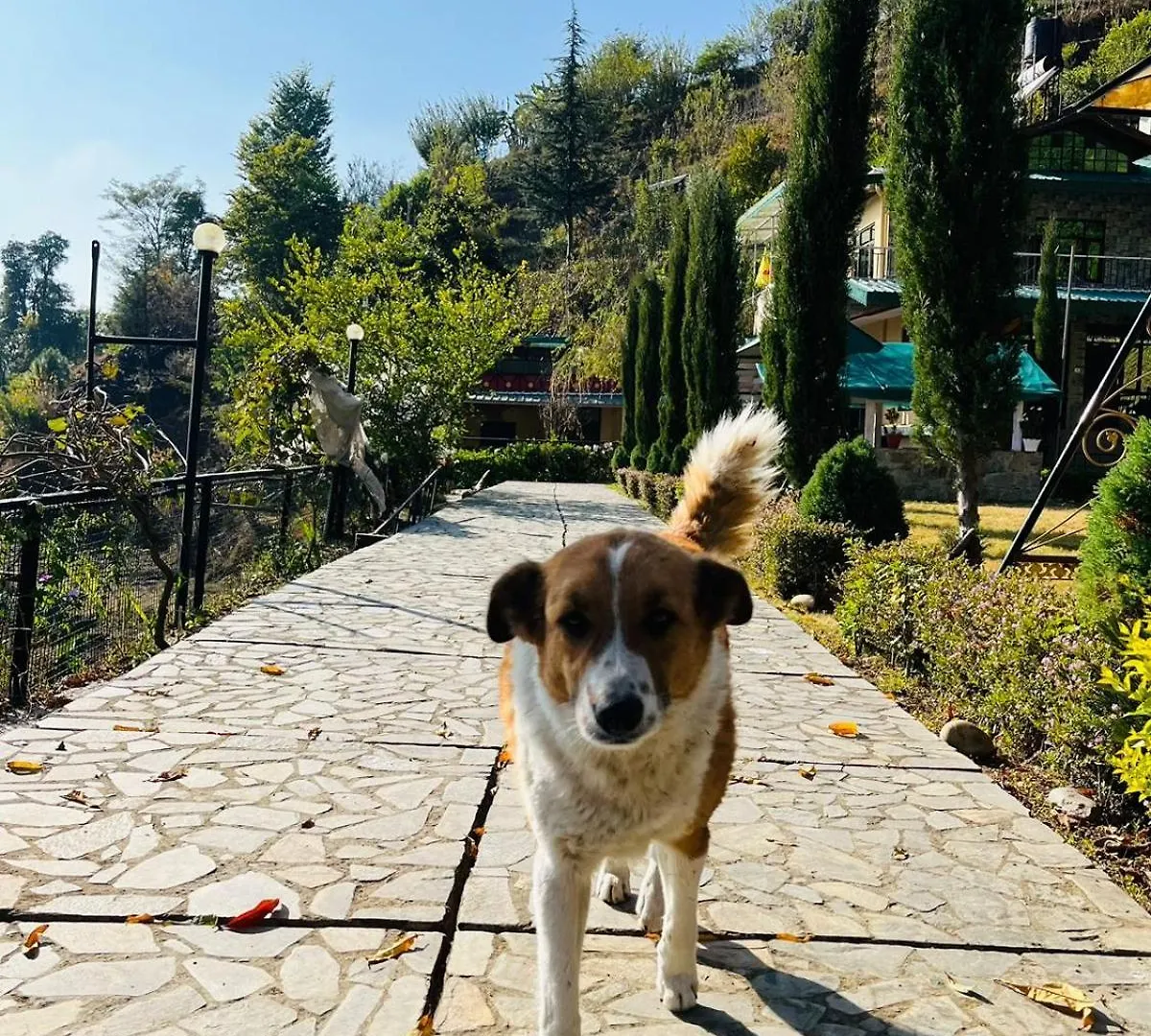 Green Lodge Farmstay By Highland Monk Shimla Farm stay